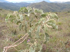 Solanum lycocarpum