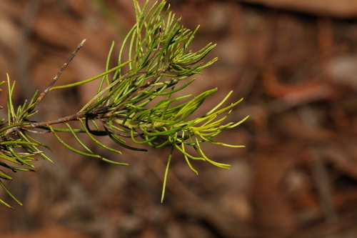 Image of Persoonia tenuifolia by (c) Greg Tasney, some rights reserved (CC BY-SA)