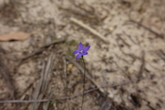 Wahlenbergia graniticola