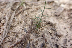 Wahlenbergia graniticola