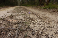 Wahlenbergia graniticola