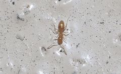 Plagiolepis alluaudi