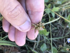 Cyperus sanguinolentus