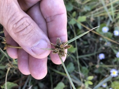 Cyperus sanguinolentus