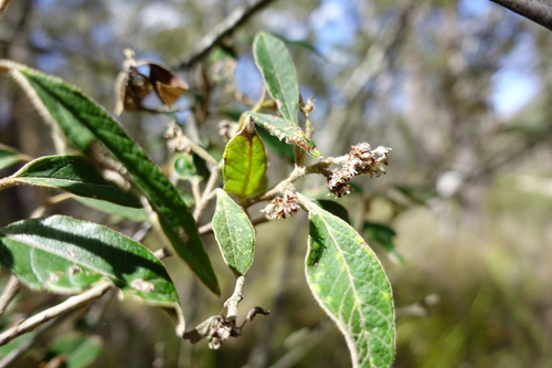 Pomaderris prunifolia A.Cunn. ex Fenzl