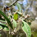 Pomaderris prunifolia - Photo (c) Wayne Martin,  זכויות יוצרים חלקיות (CC BY-NC)