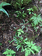 Lygodium articulatum