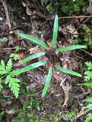 Lygodium articulatum