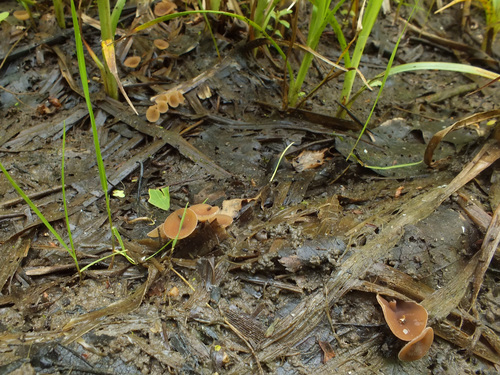Myriosclerotinia scirpicola image