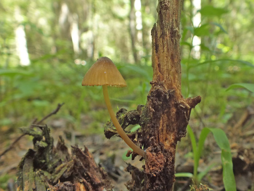 Mycena viridimarginata image