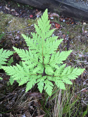 Loxsoma cunninghamii