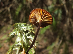 Xeromphalina cornui