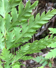 Loxsoma cunninghamii