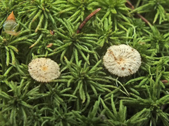 Paragymnopus perforans