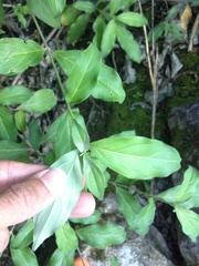 Cornus capitata