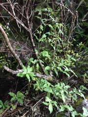Cornus capitata