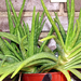 Aloe vera chinensis - Photo (c) Manuel, μερικά δικαιώματα διατηρούνται (CC BY)