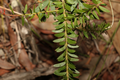Image of Acacia leichhardtii by (c) Greg Tasney, some rights reserved (CC BY-SA)