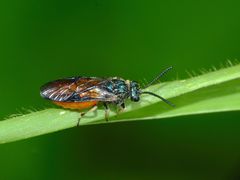 Lophyrotoma analis