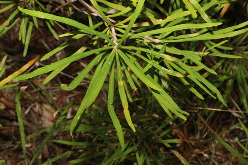 Image of Banksia collina by (c) Greg Tasney, some rights reserved (CC BY-SA)