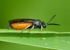Lophyrotoma analis