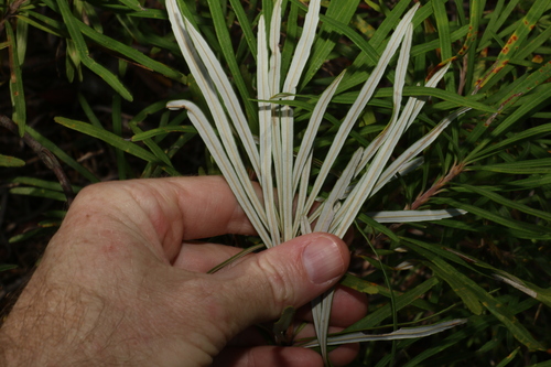 Image of Banksia collina by (c) Greg Tasney, some rights reserved (CC BY-SA)