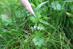 Limnanthes macounii