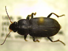 Amphasia sericea