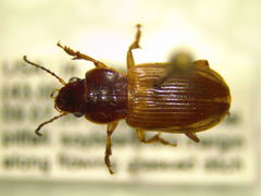 Anisodactylus sanctaecrucis