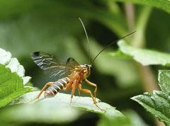Echthromorpha agrestoria
