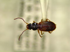Badister notatus