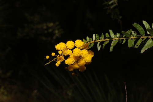 Leichhardt's wattle (Acacia leichhardtii)