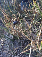 Nicrophorus nigrita