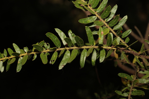 Image of Acacia leichhardtii by (c) Greg Tasney, some rights reserved (CC BY-SA)