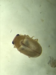 Hyperaspidius nanellus