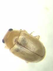 Hyperaspidius nanellus