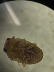 Hyperaspidius nanellus
