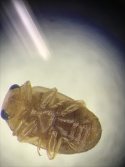 Hyperaspidius nanellus