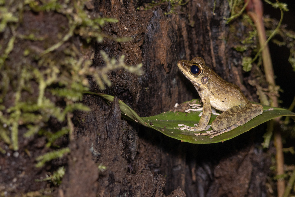 Meristogenys stigmachilus