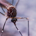 Aedes notoscriptus - Photo (c) Edithvale-Australia Insects and Spiders, algunos derechos reservados (CC BY-NC), subido por Edithvale-Australia Insects and Spiders