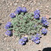 Dwarf Lupine - Photo (c) Barbara L. Wilson, some rights reserved (CC BY-NC), uploaded by Barbara L. Wilson