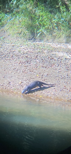 North American River Otter photographed in South Carolina
