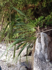 Phormium