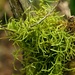 Papillaria - Photo (c) Tatters ✾,  זכויות יוצרים חלקיות (CC BY-SA)