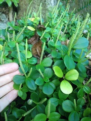 Peperomia urvilleana