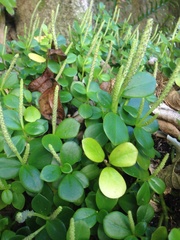 Peperomia urvilleana