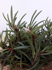 Maxillaria uncata