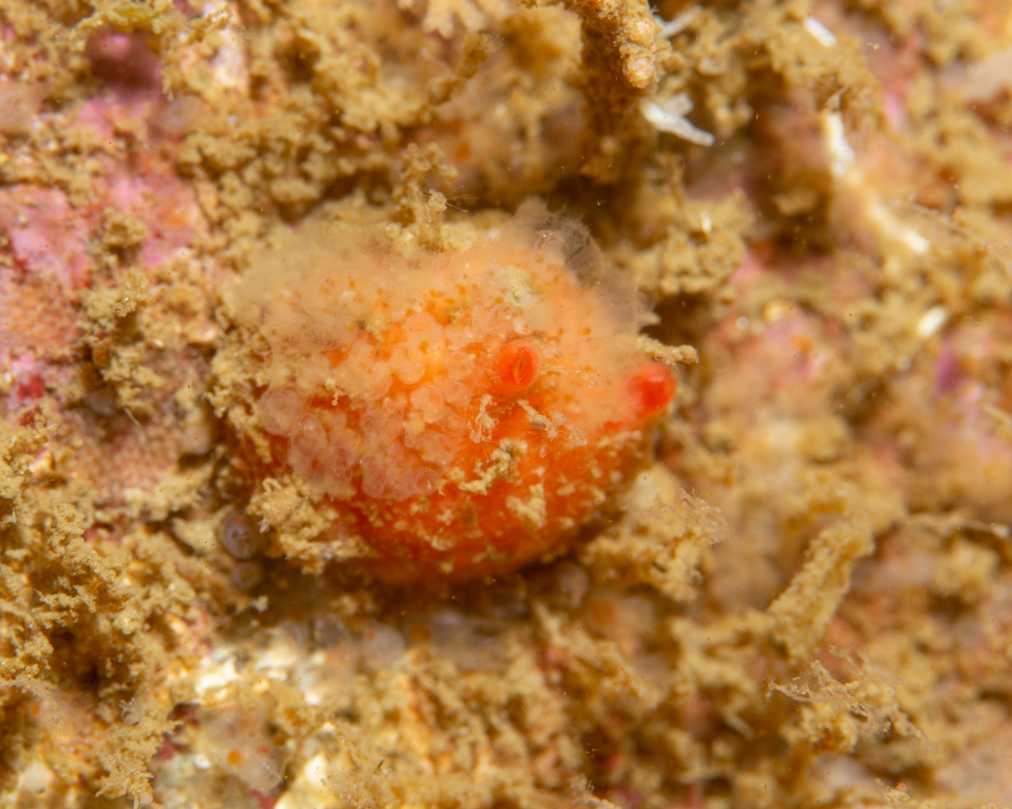 Blood Drop Sea Squirt photo 4