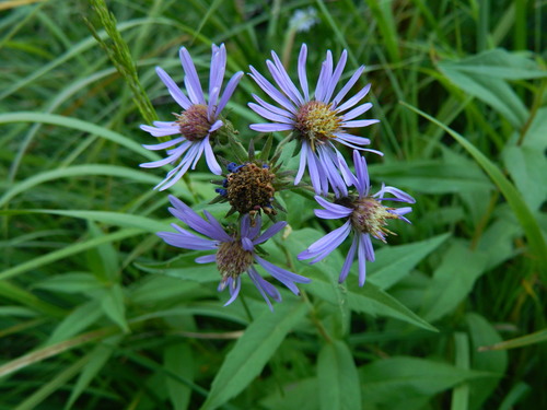 Canadanthus