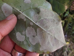 Phyllocoptes coprosmae